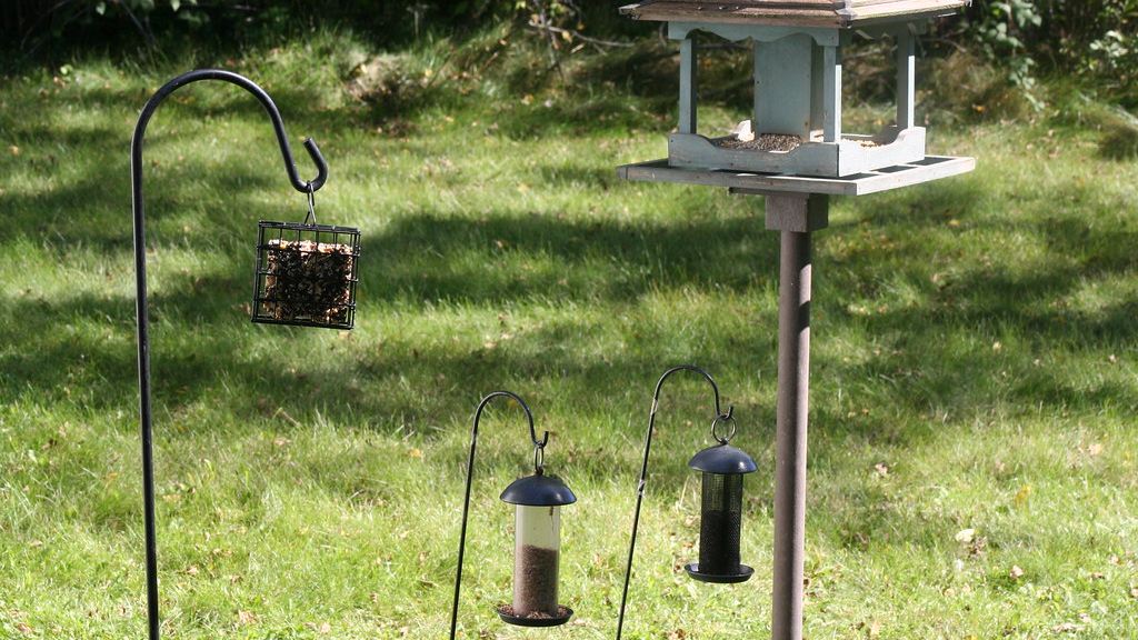 Cómo hacer un comedero para pájaros con una botella