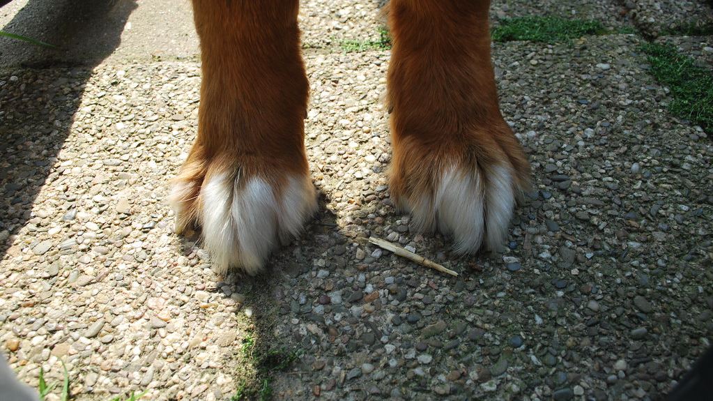 Cómo cortar las uñas a un perro sin hacerle daño