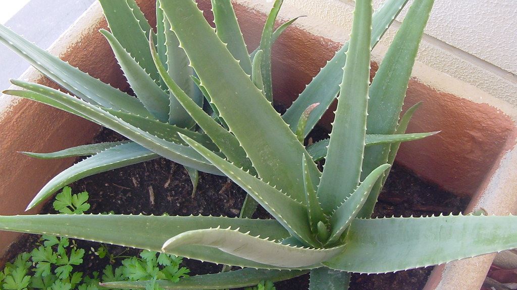 Cómo cuidar una planta de aloe vera en casa