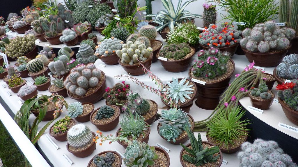 Cómo cuidar cactus y suculentas: luz, riego y sustrato