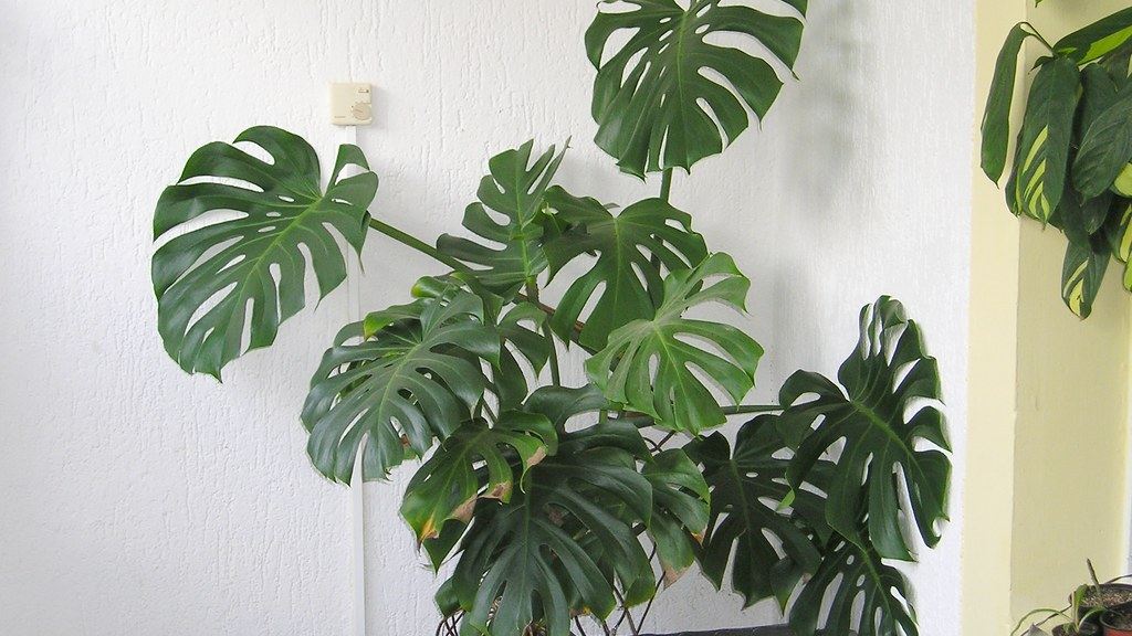 Cómo cuidar una monstera (costilla de Adán)