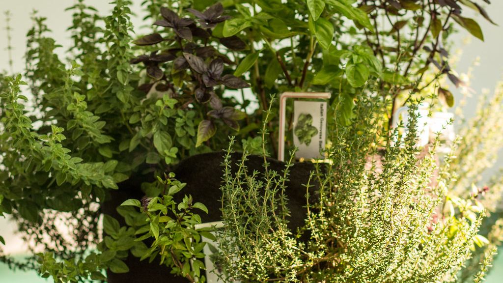 Cómo plantar hierbas aromáticas en macetas en casa
