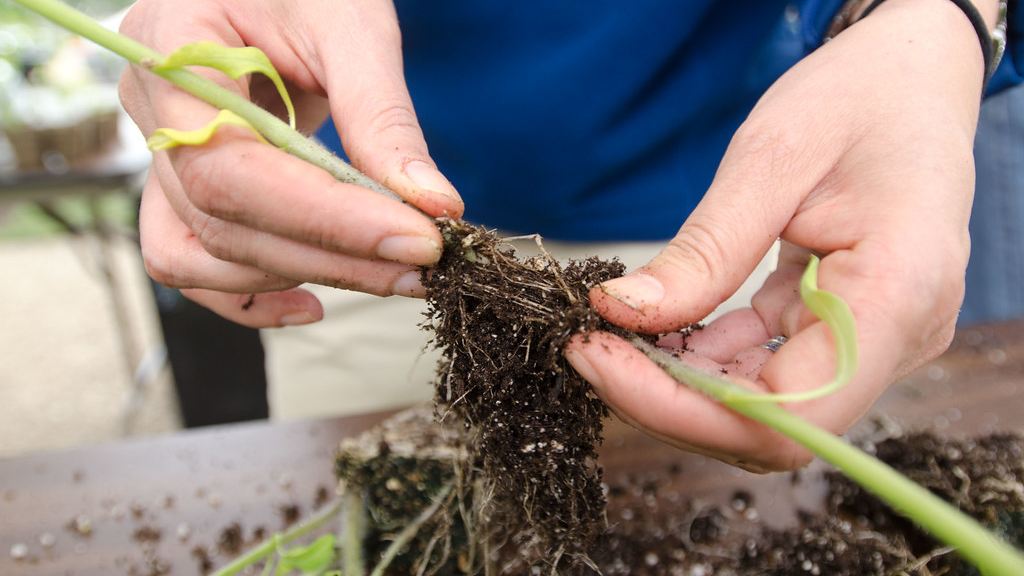 Cómo trasplantar una planta a una maceta más grande
